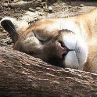 CatZard